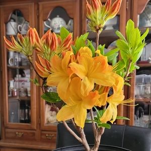 Meet your Posher, Penny